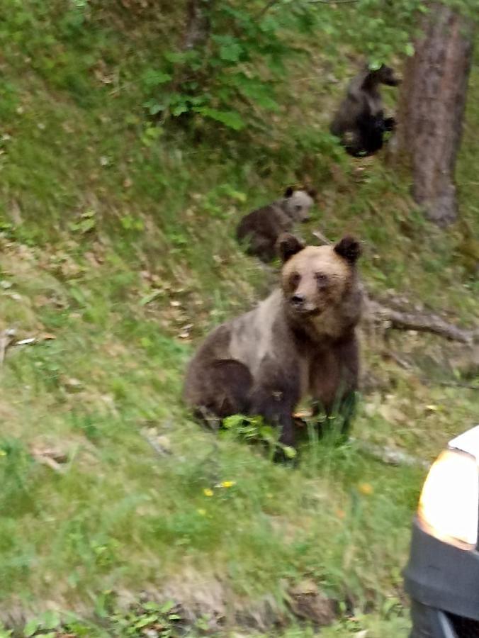 La Zinculescu Hotel Albestii Paminteni Eksteriør billede